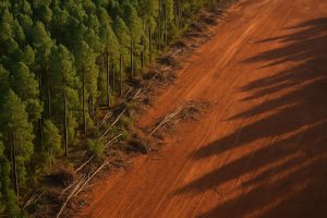 Land Clearing Cost Per Acre Southeast